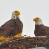 Eagles take an osprey nest.