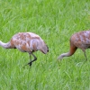 Sandhill Cranes near Wilson Hill Wildlife Management Area