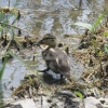 Duckling along marshy shoreline