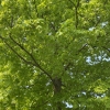 Very green leaves and a few branches of a sugar maple