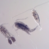 3 tiny copepods caught in a net, one of which has egg clusters!