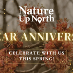 background image of maple tree flowers with woods over it that say Nature Up North, 10-year anniversary, come celebrate with us this spring!
