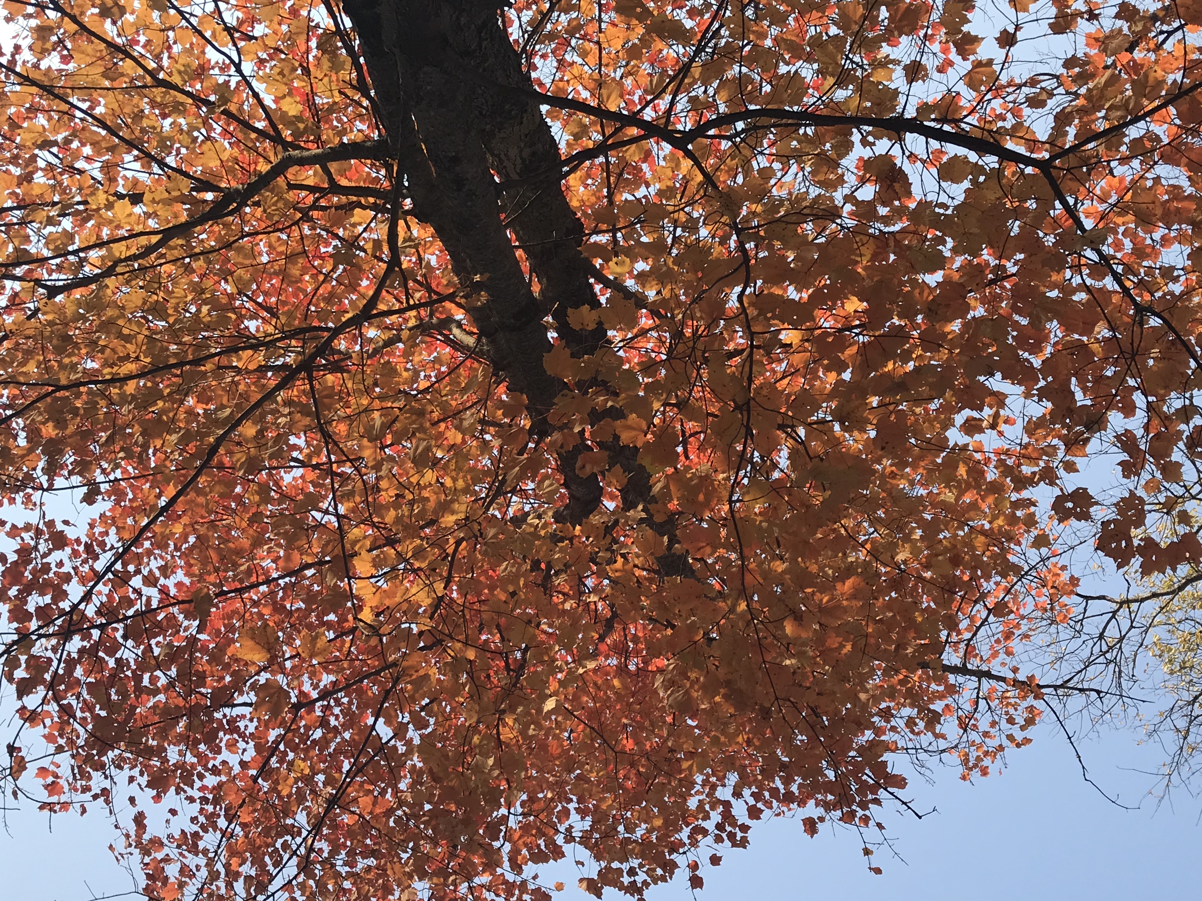 Looking up the trunk of a red maple tree with beautiful leaves