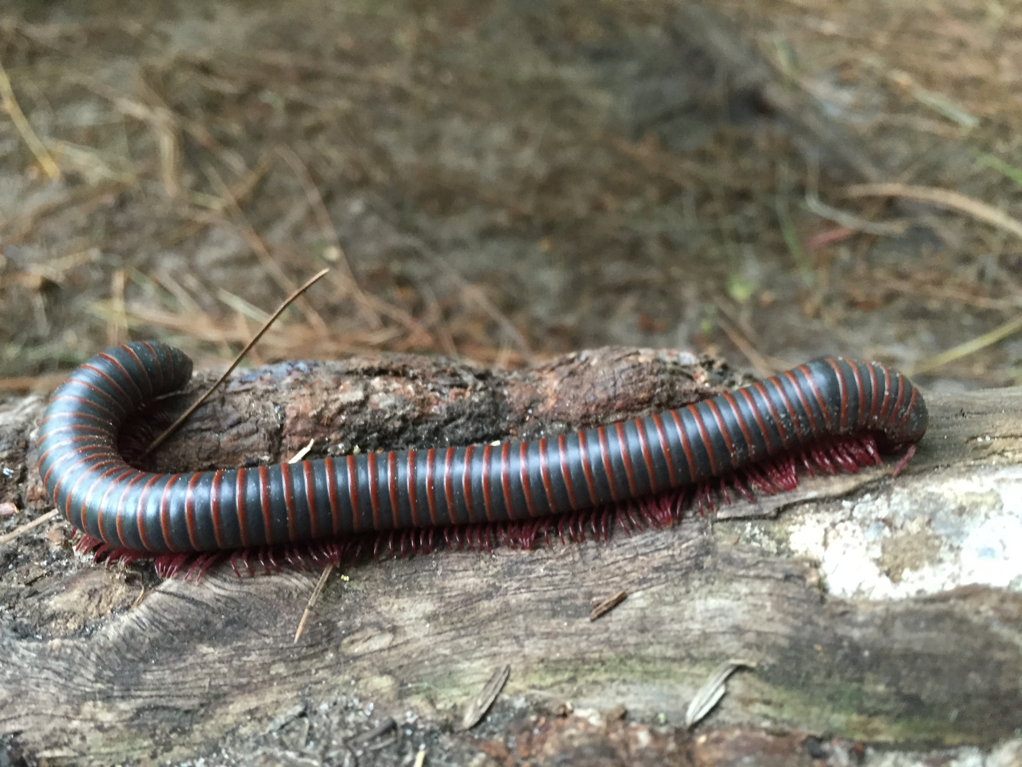 Black and res American giant millipede on a rock