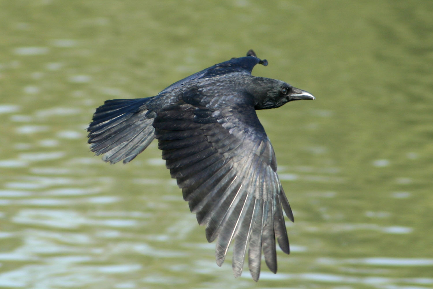 A crow flying over green water