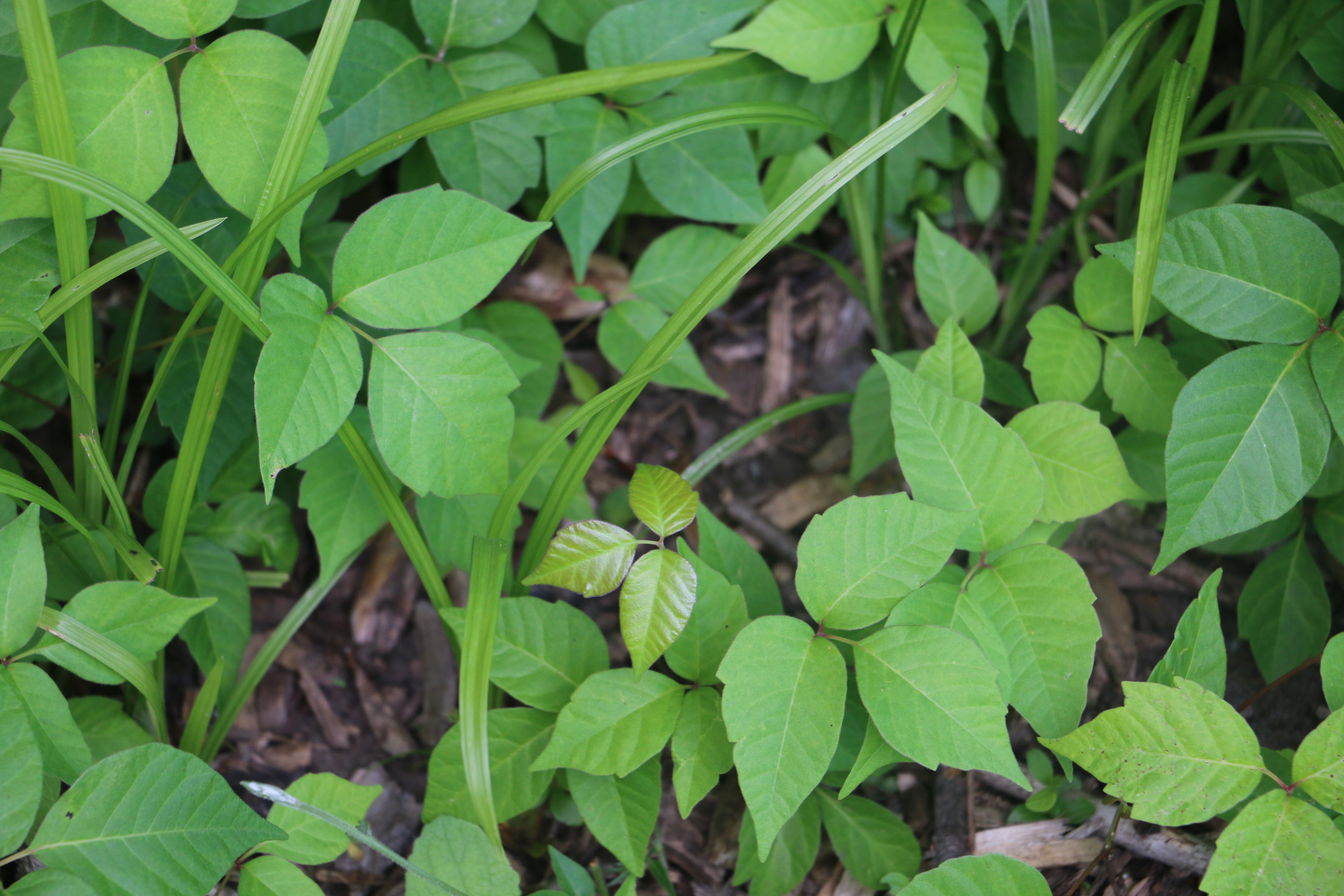 Cluster of poison ivy, three green leaves 