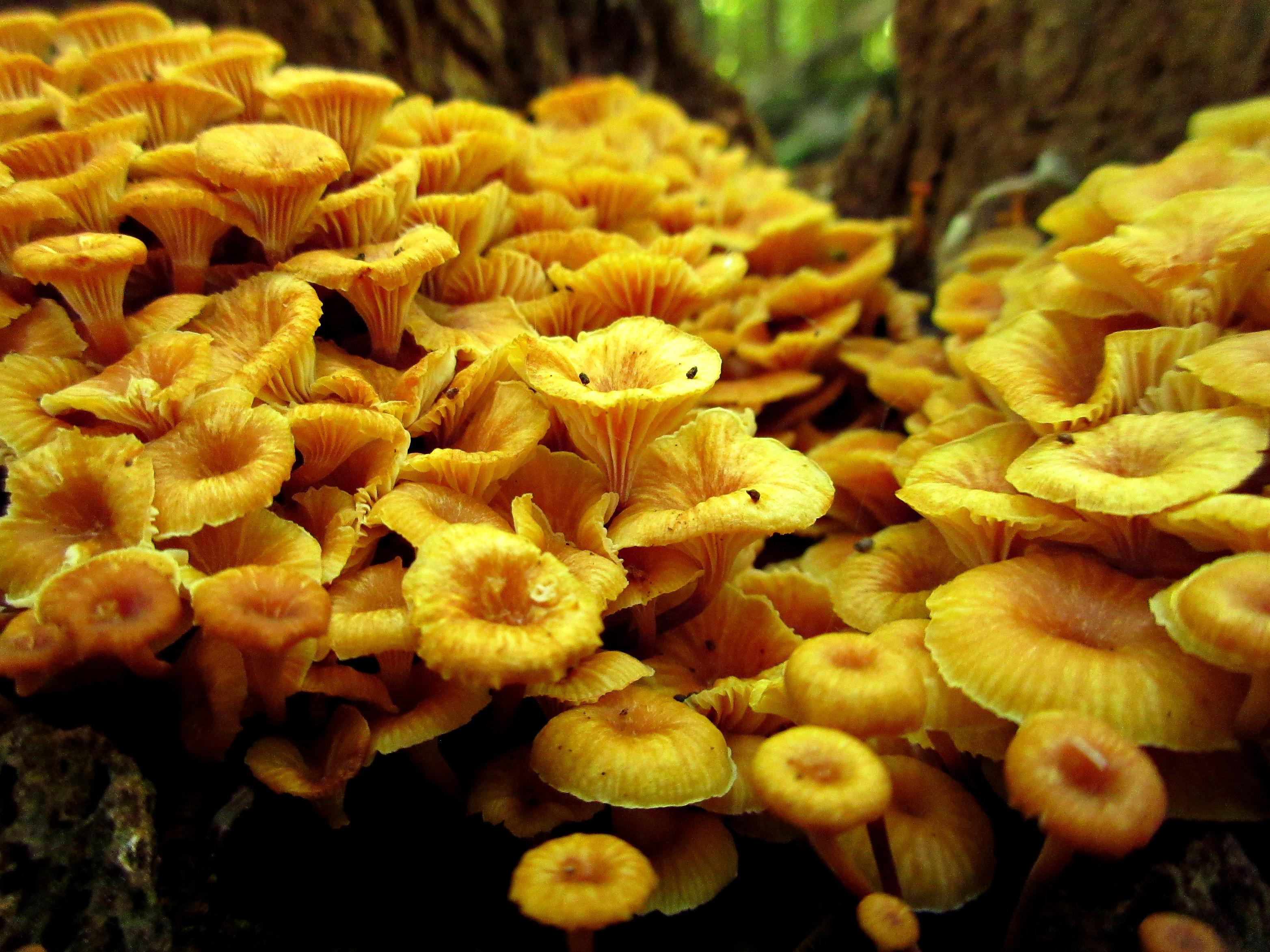 A large group orange fungi grow on a tree trunk 