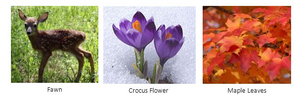 Example phenology cards