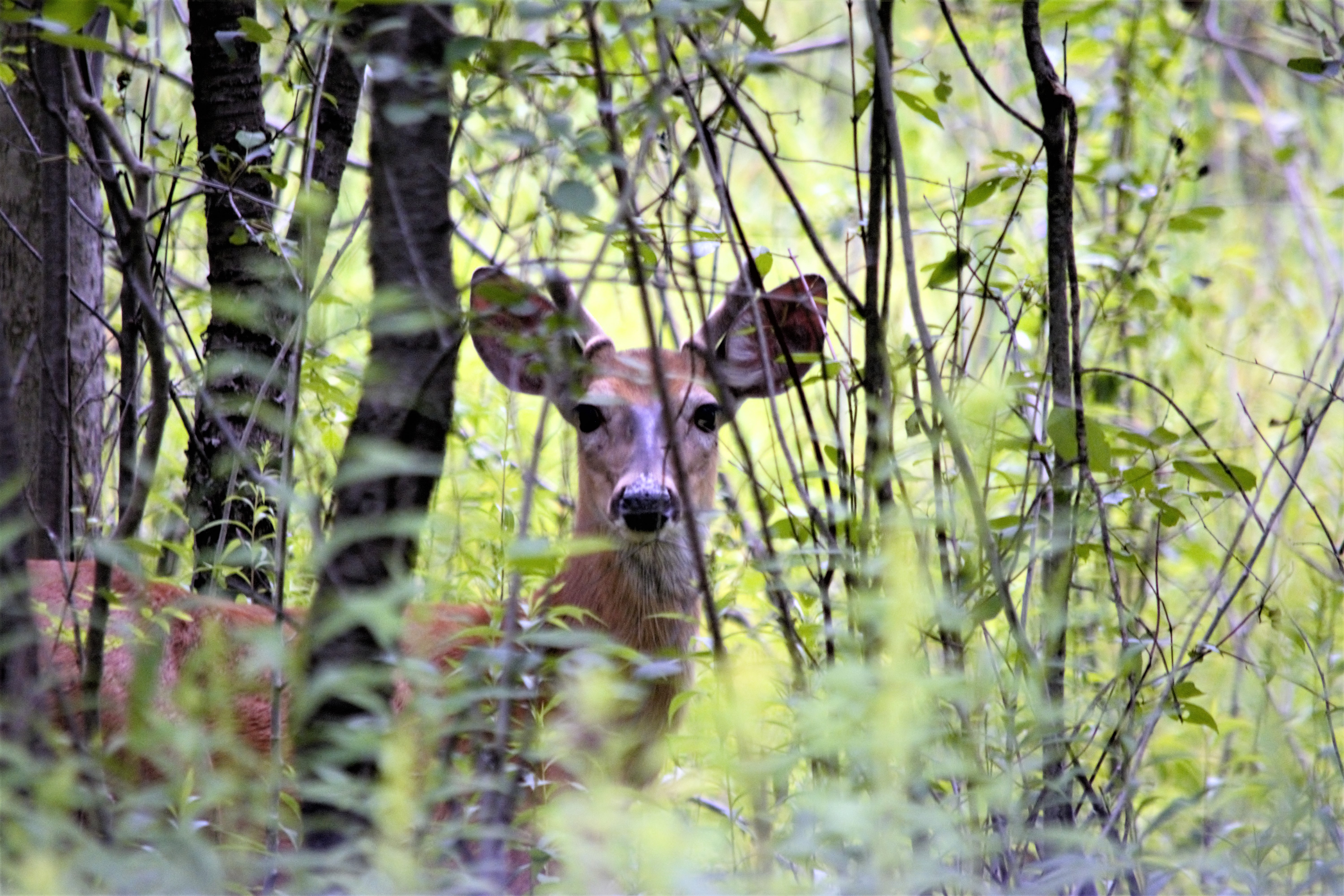 A photo taken through thin forest brush of a white-tailed buck, with early growth antlers