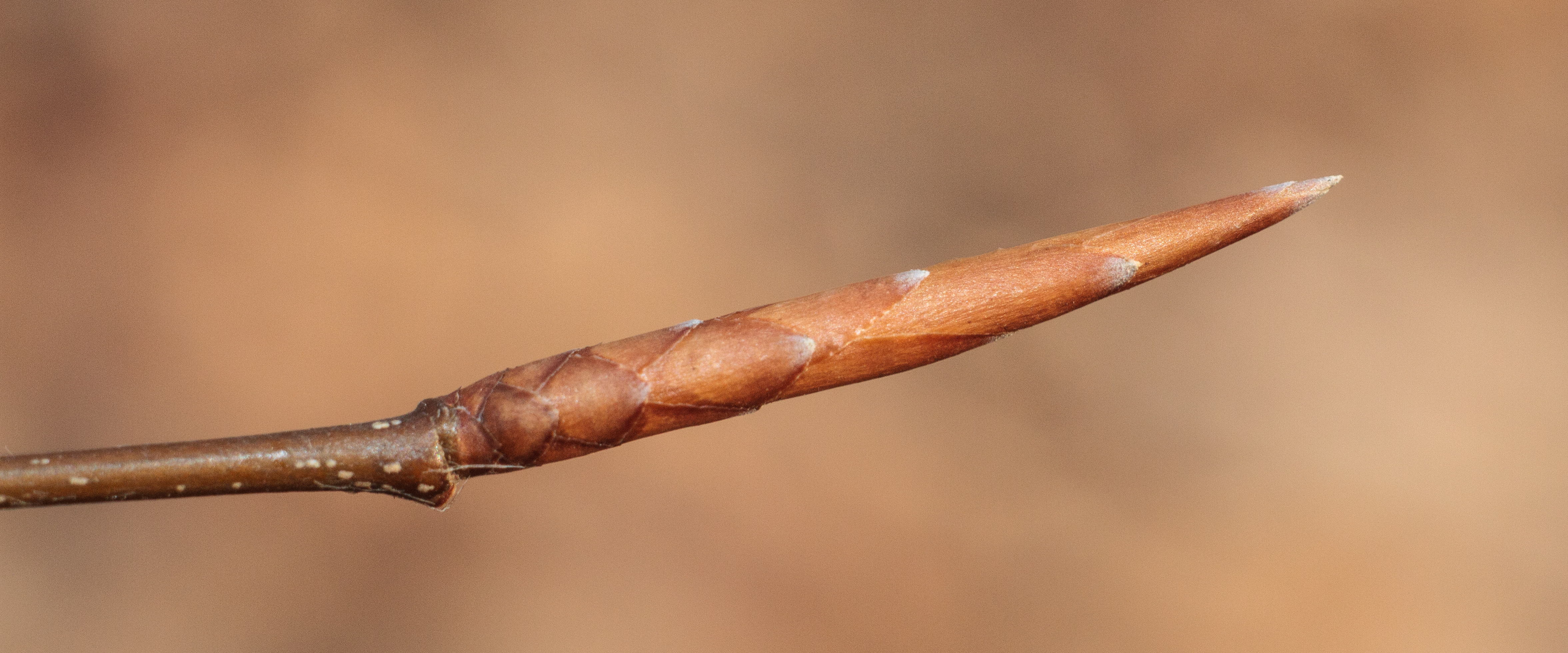 close up photo of an american beech bud