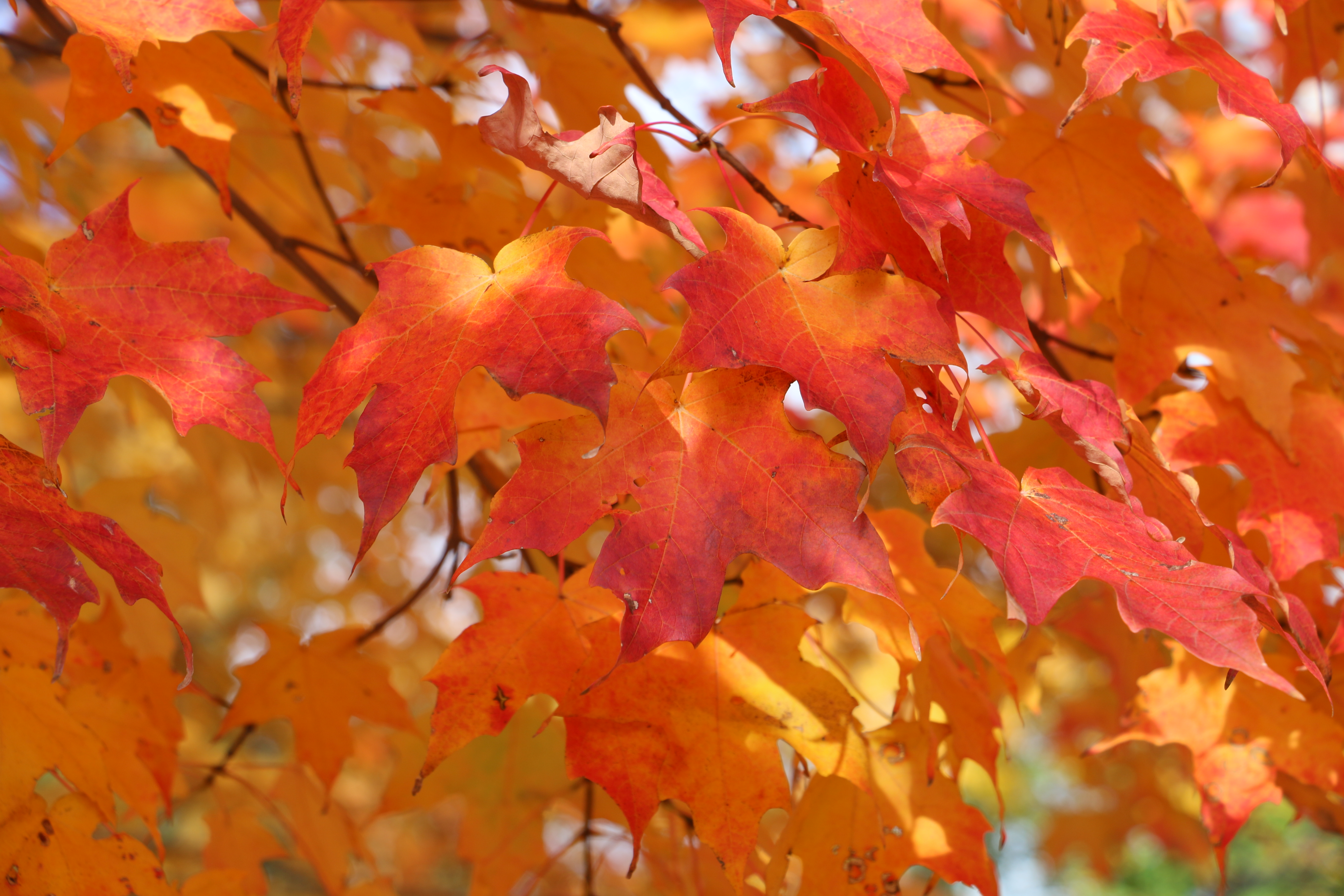 Fiery reds, oranges, and yellows of maple leaves are illuminated by sunlight