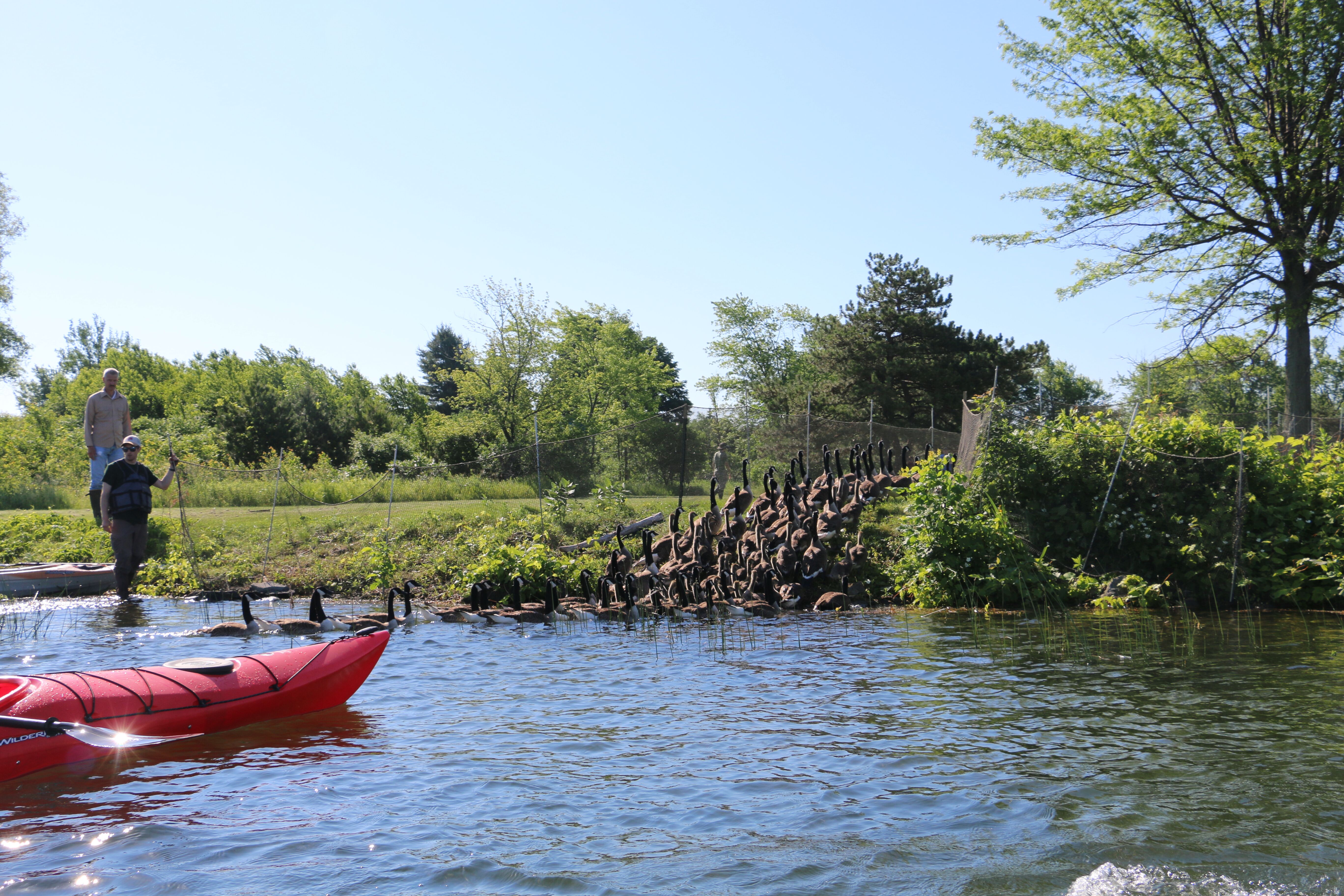 The herding of the geese begins.