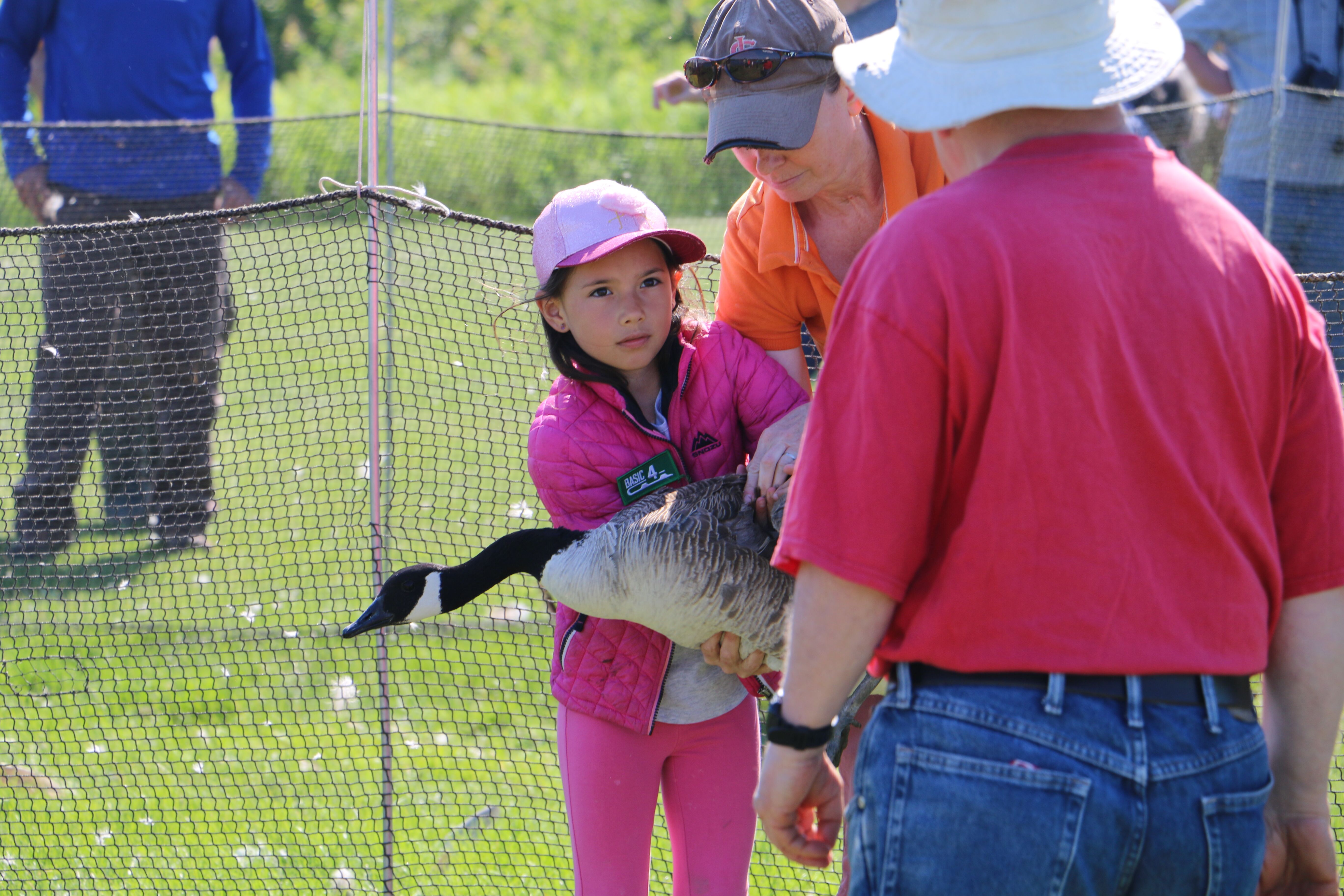 Gigi Wilson wrangling an adult goose.