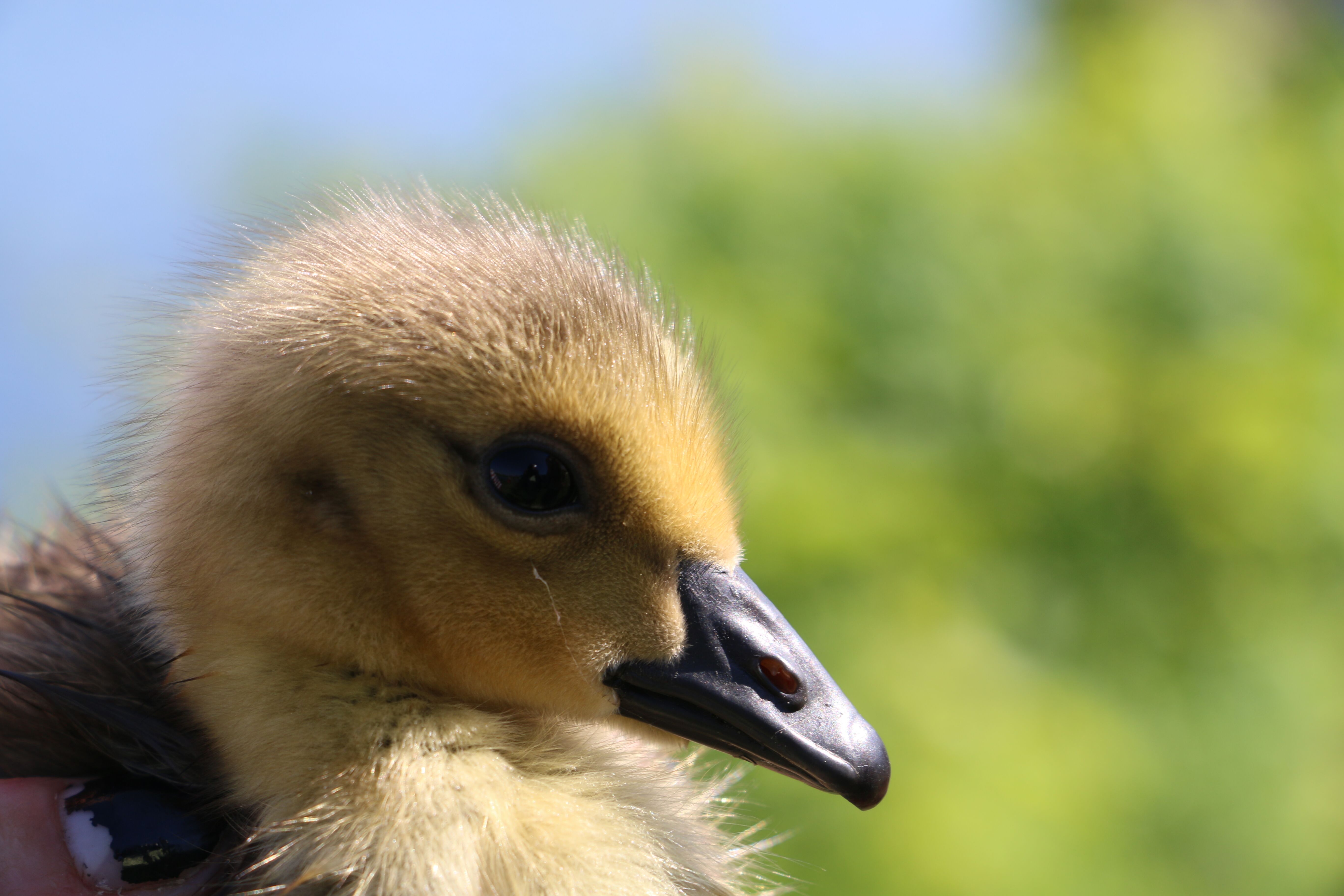 Fluffy gosling posing for a photo before returning to the river.