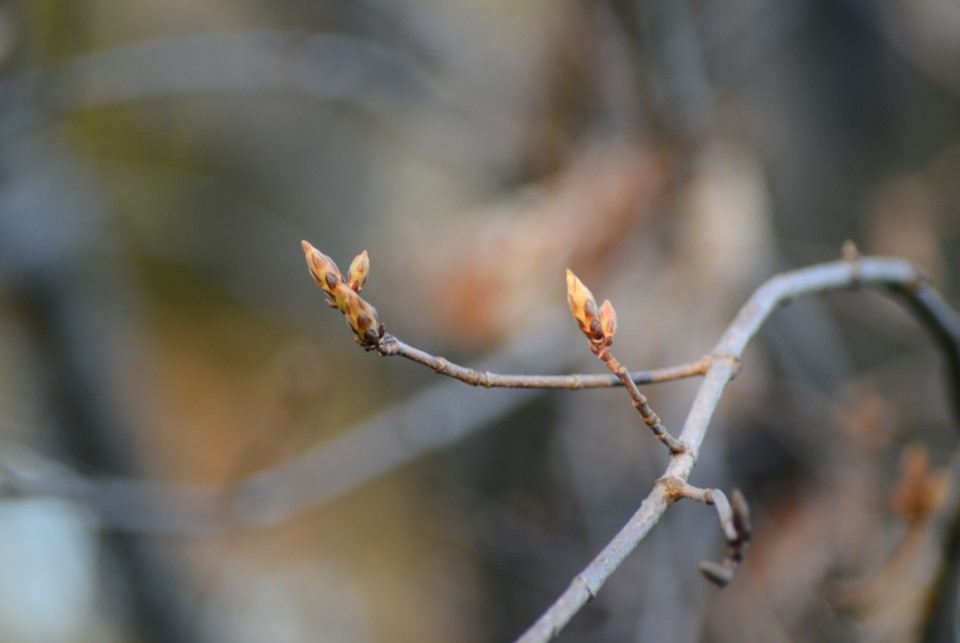 Sugar maple buds in mid spring.
