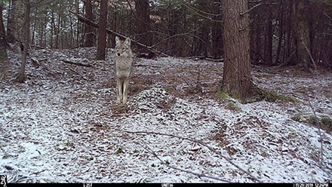 coyote in camera trap image