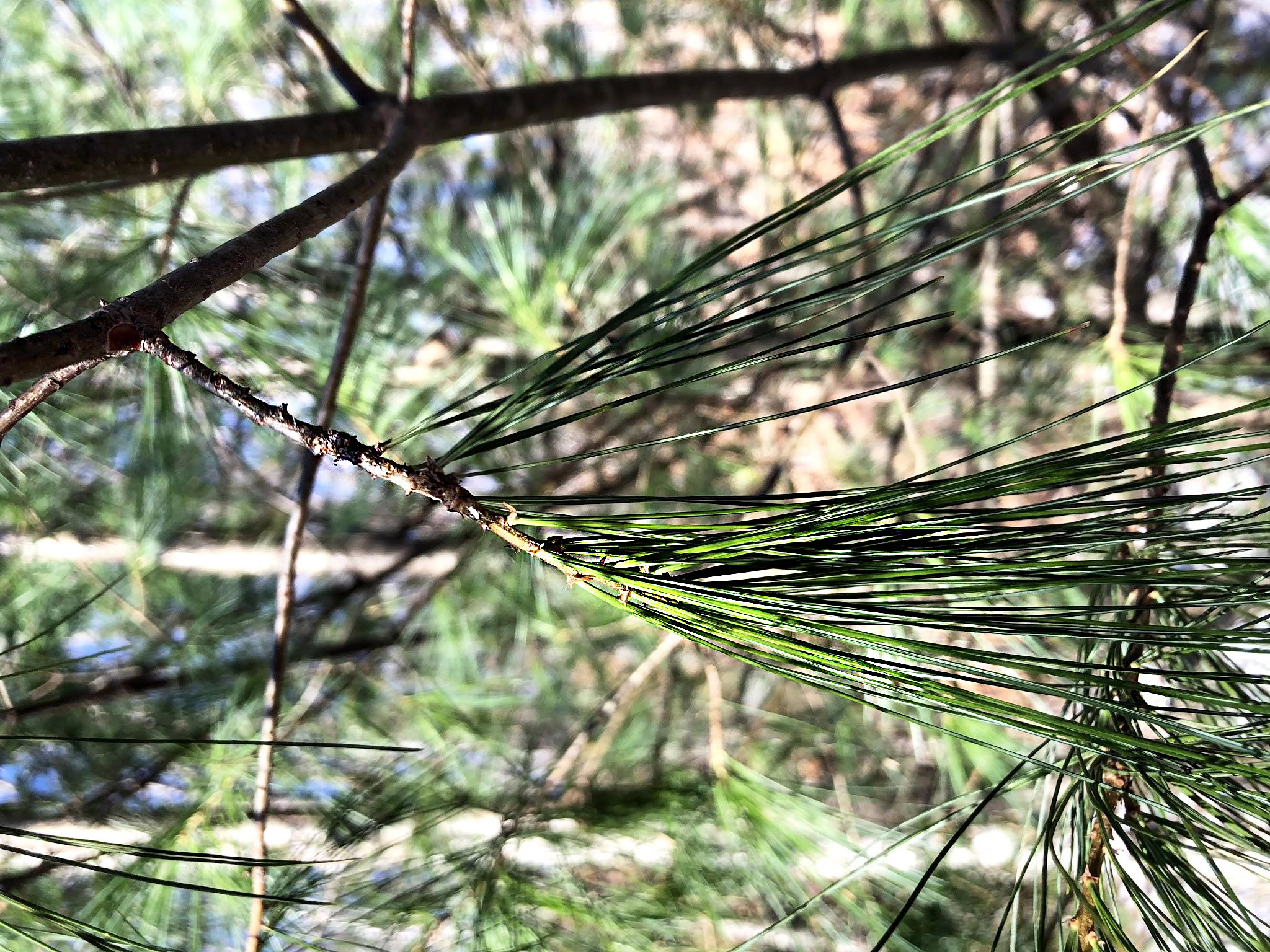 eastern white pine