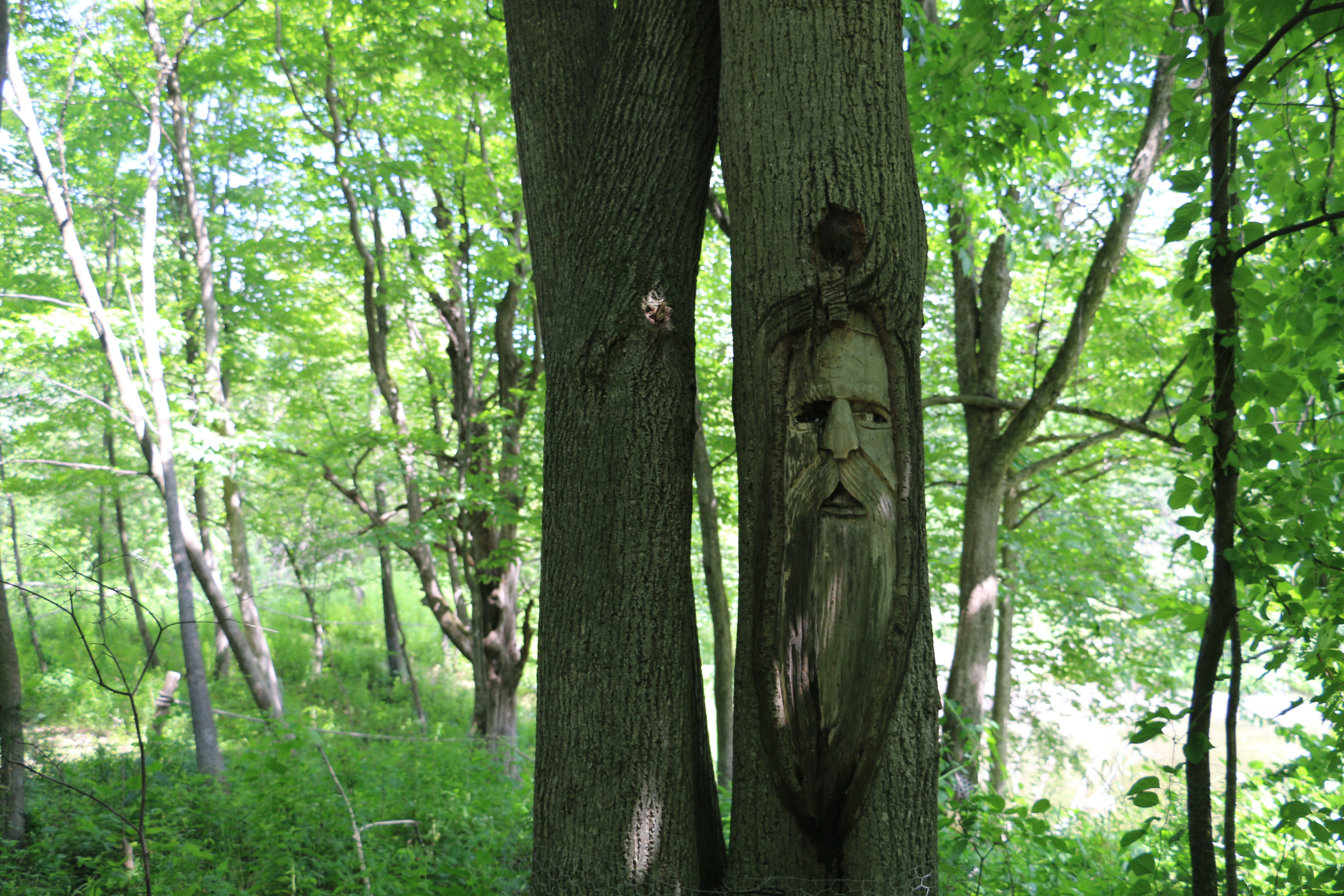 Carving of a man’s face into a tree, background of woods