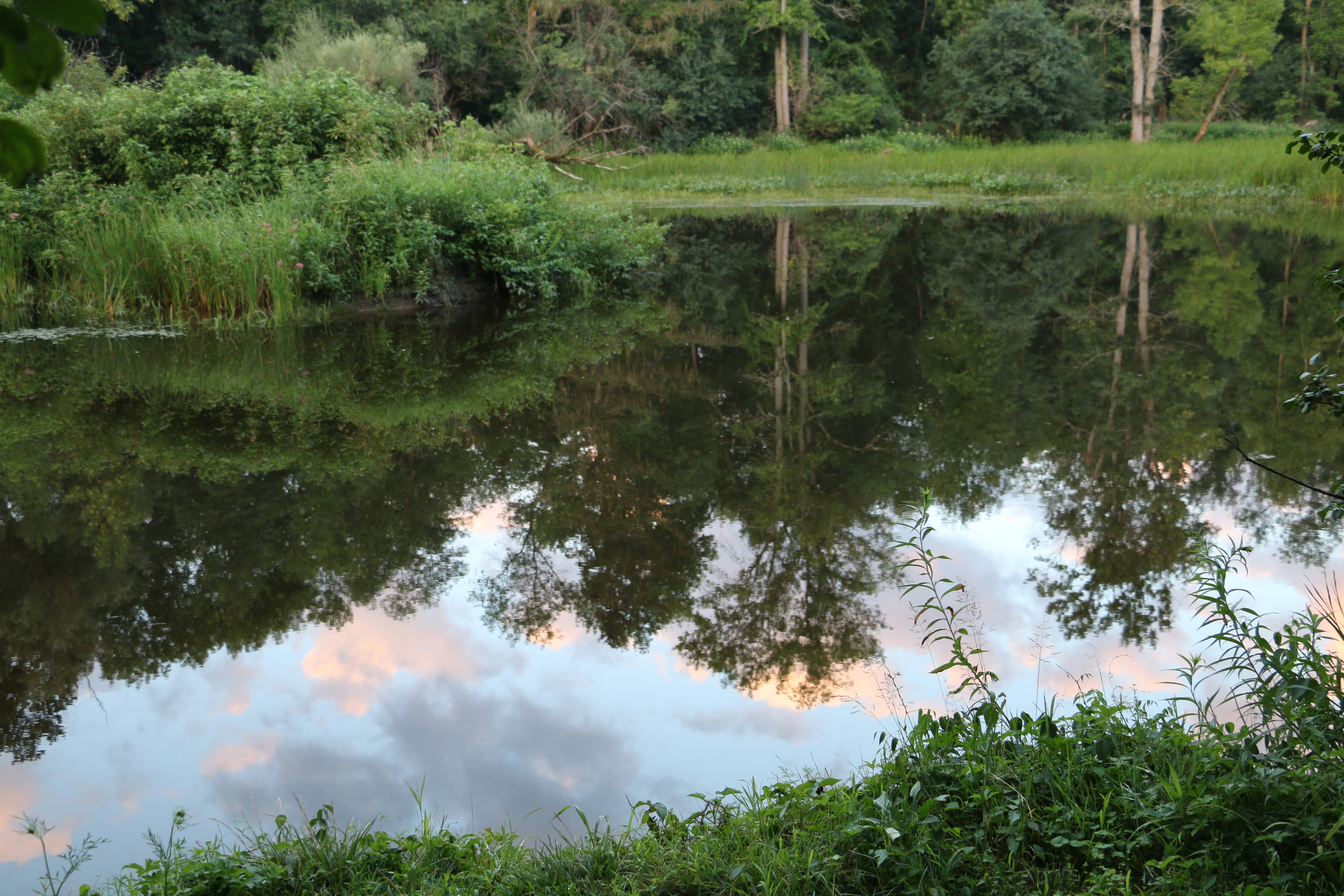 The reflection of a sunset in a wetland area, framed by trees and plants
