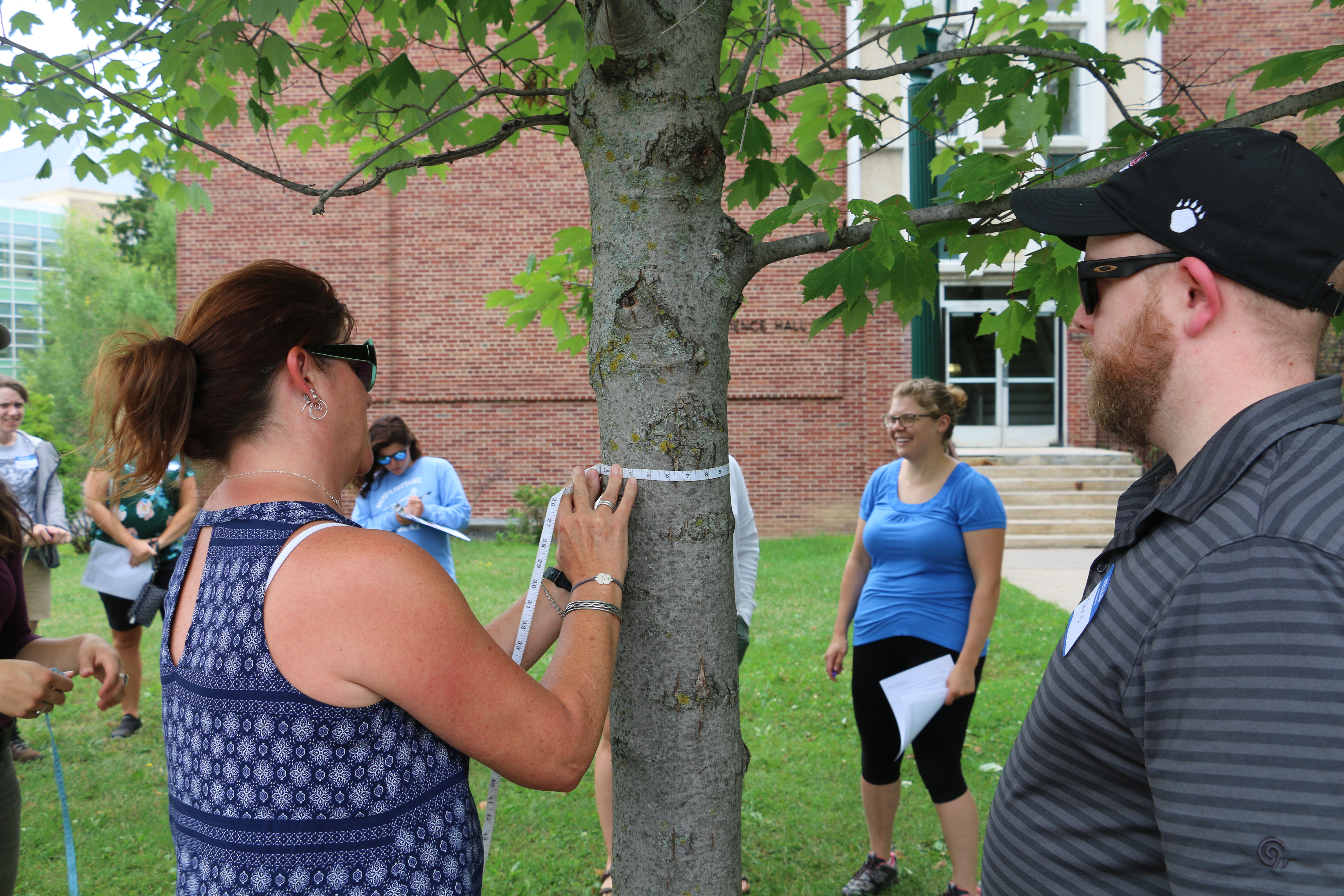 A teacher measures the circumference of a red maple tree.