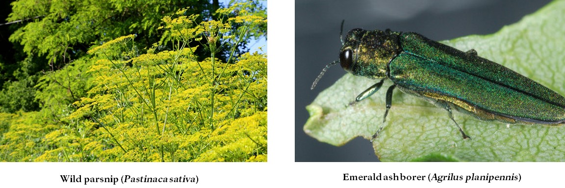 Left: wild parsnip, right: emerald ash borer beetle.