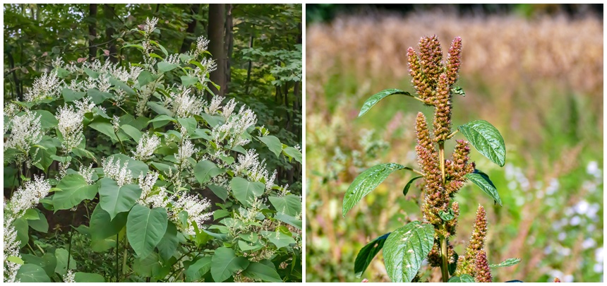 Japanese knotweed (left) and redroot pigweed