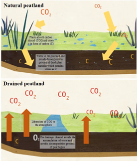 A diagram of a peatland storing carbon