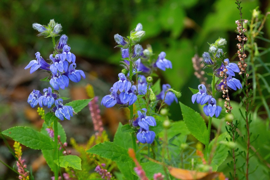 Blue lobelia