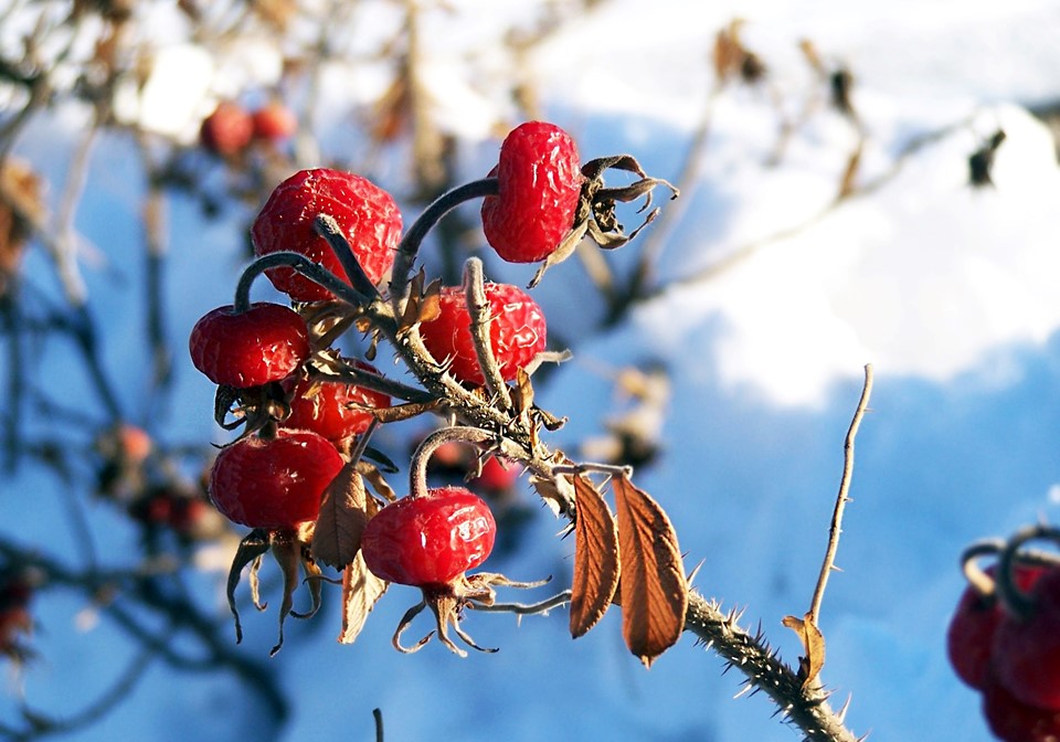 rose hips