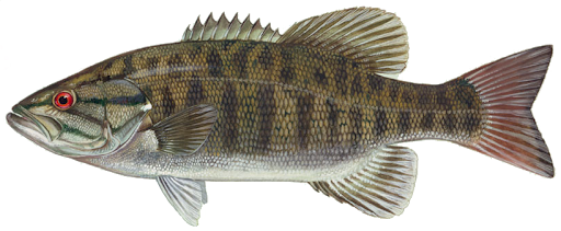 Smallmouth Bass
