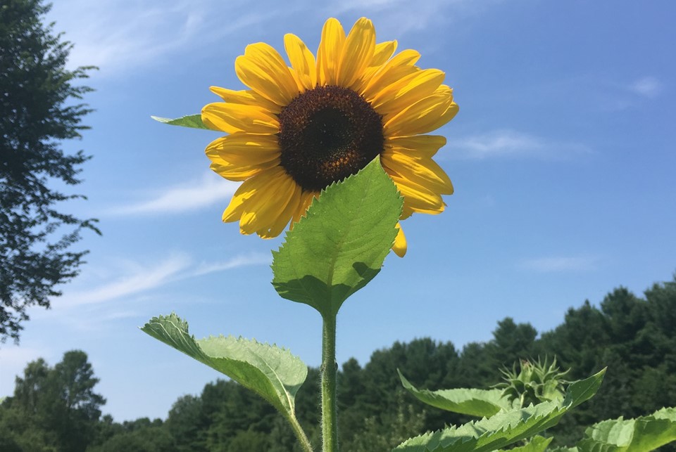 A full sunflower against a blue sky.