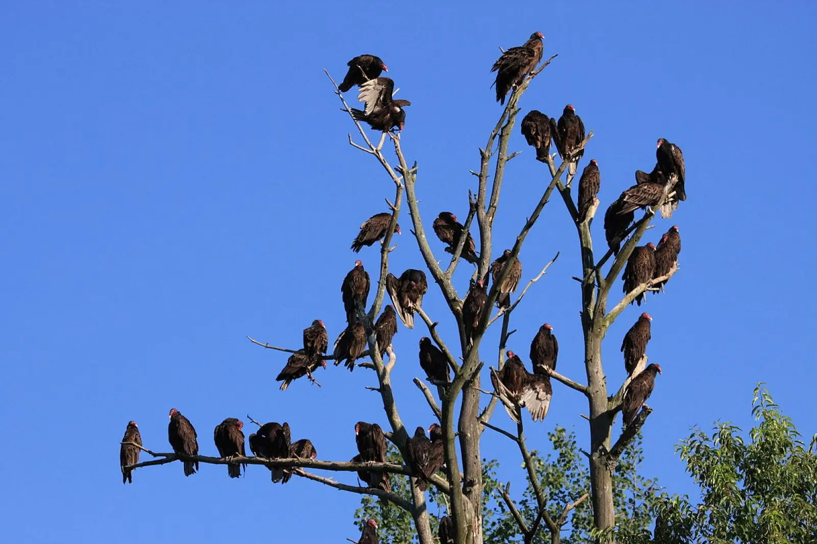 A committee of vultures