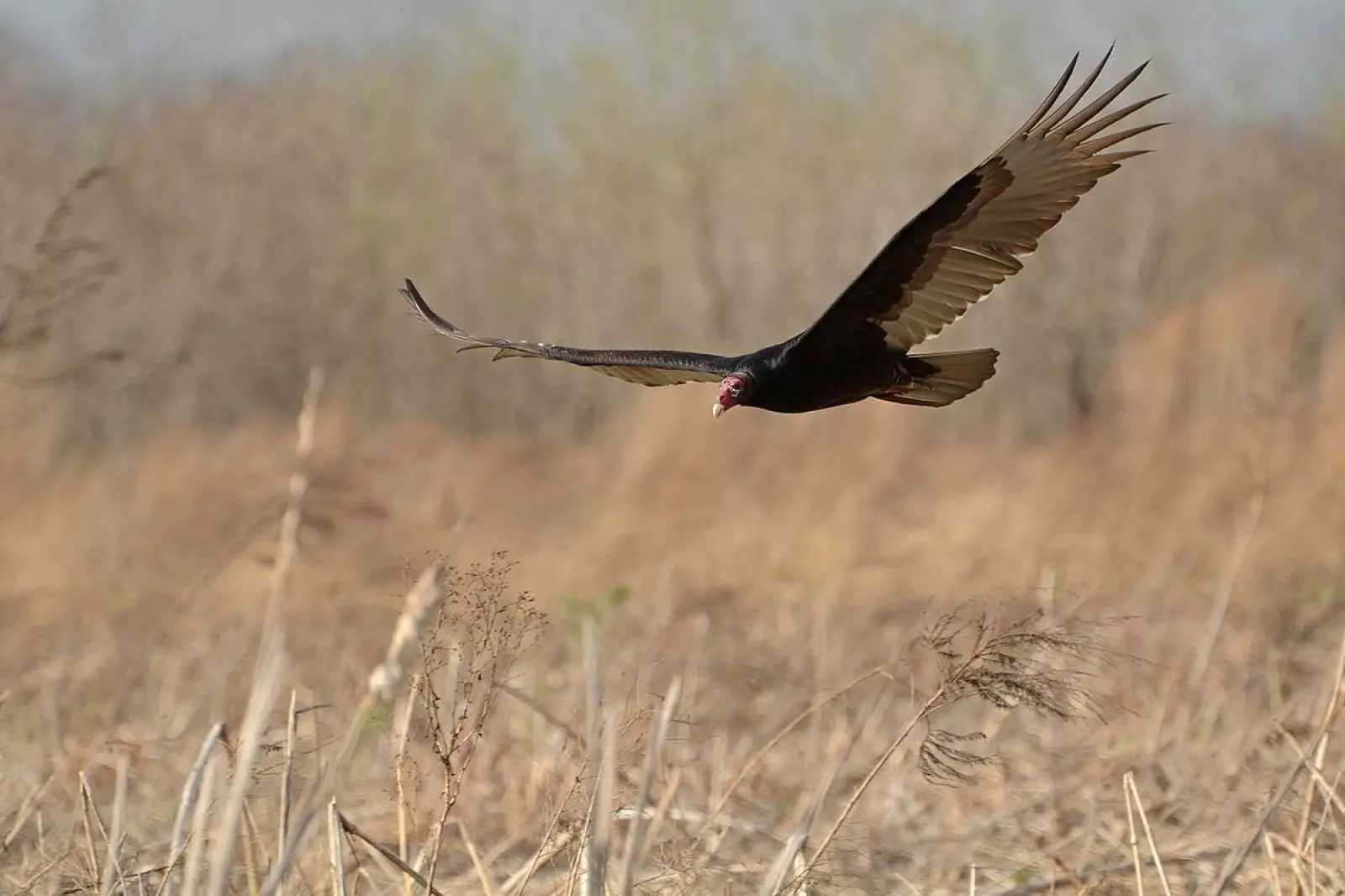 Turkey Vulture Flying over a Field