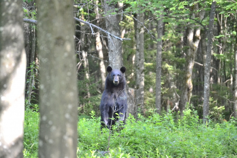A black bear outside Parishville.