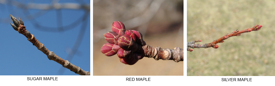 Comparison of different maples species by buds.