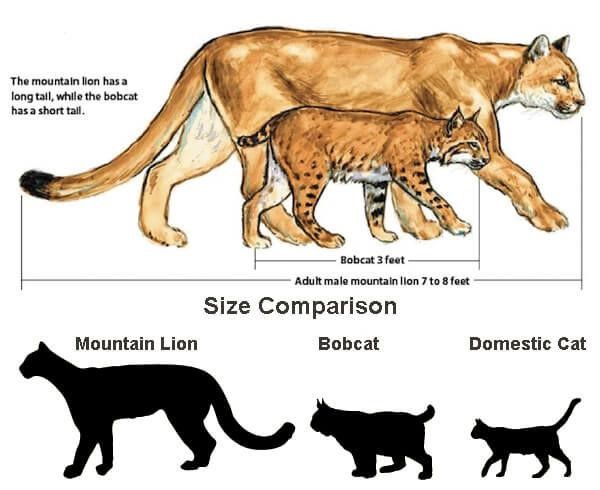 size comparison of cougars to other felines