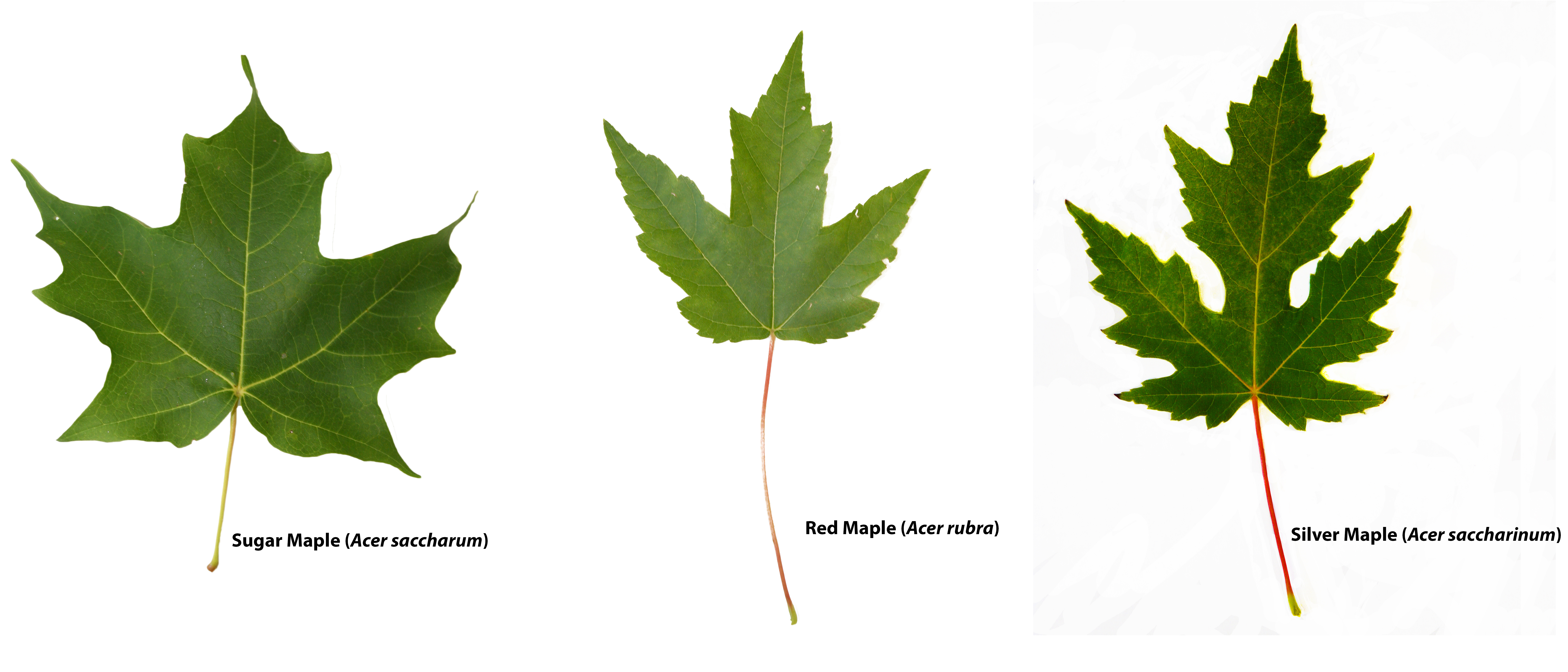 Comparison of different maple trees by leaves