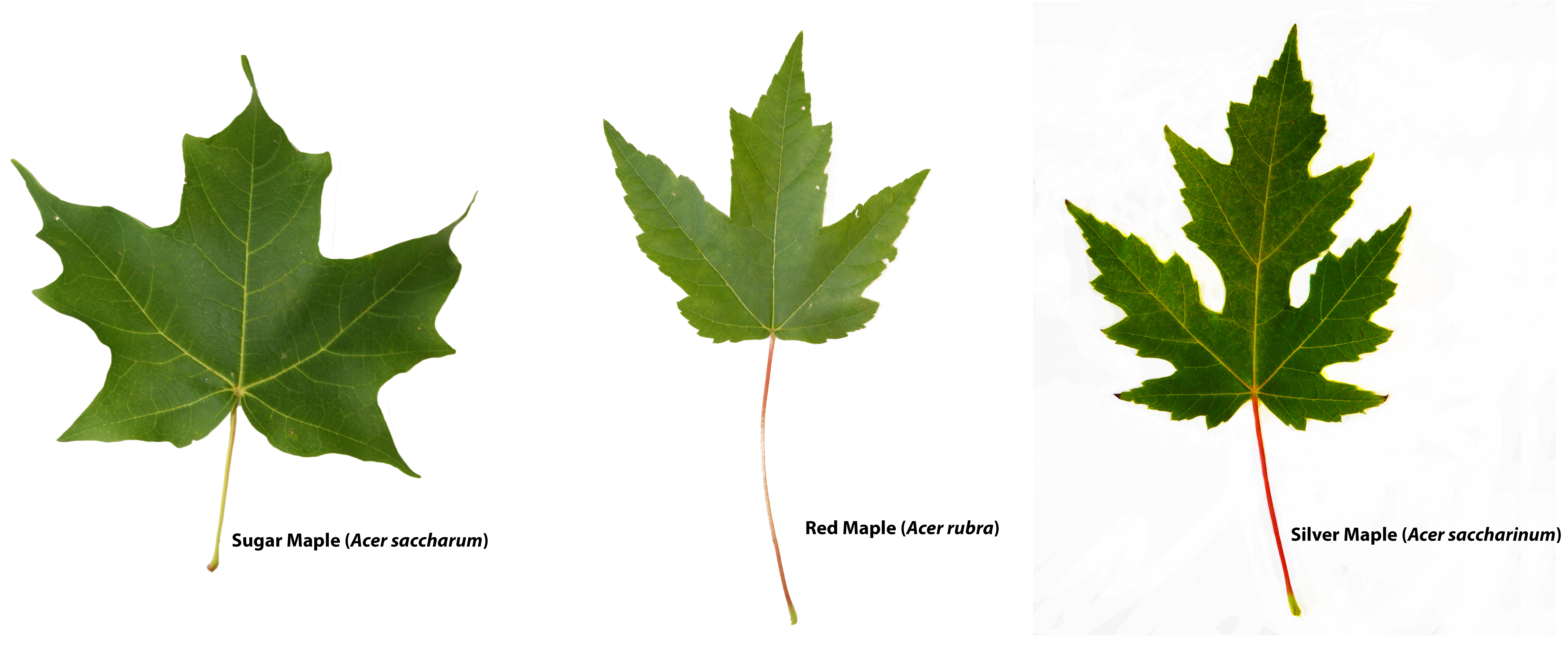 Types Of Maple Tree Leaves