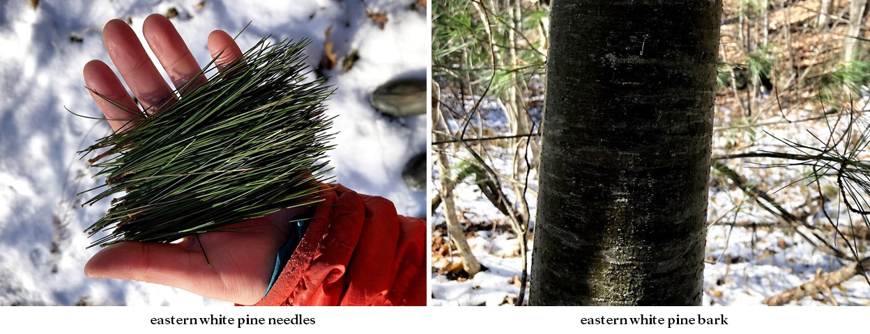 eastern white pine needles and bark