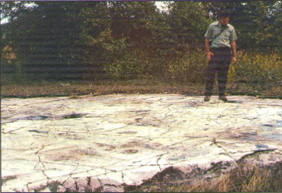 Glacial striations etched into Potsdam sandstone just outside of Brasie Corners, NY. The geologist is John Cecil, photographed in September, 1970. Photo credit: Potsdam Public Museum