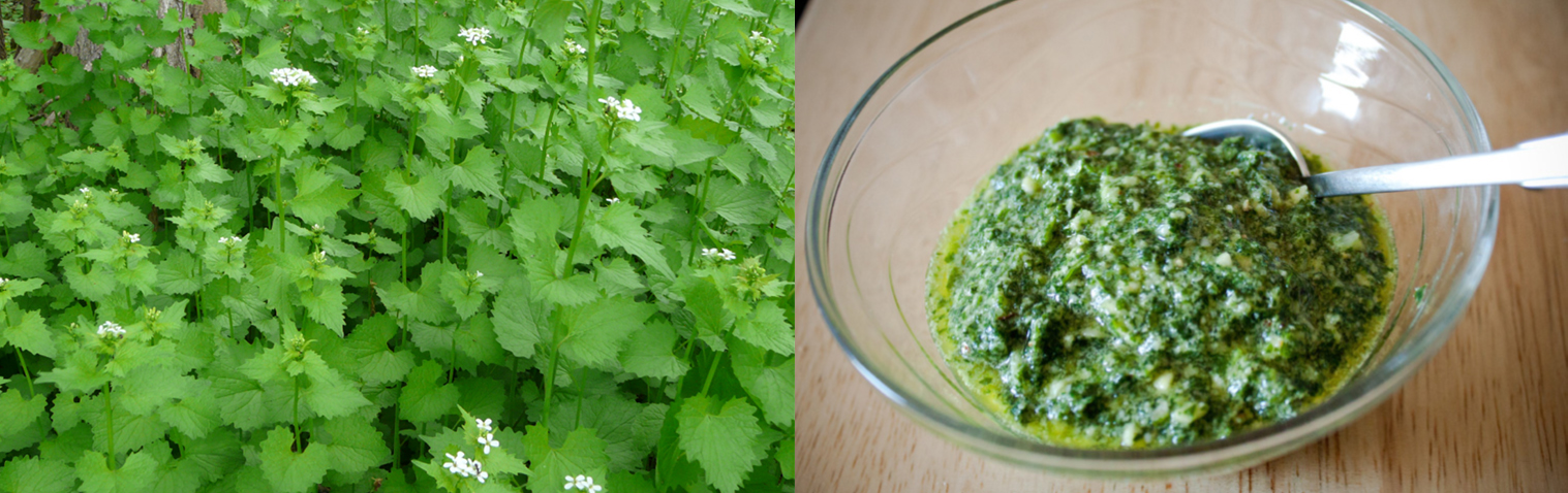 garlic mustard flowers and pesto