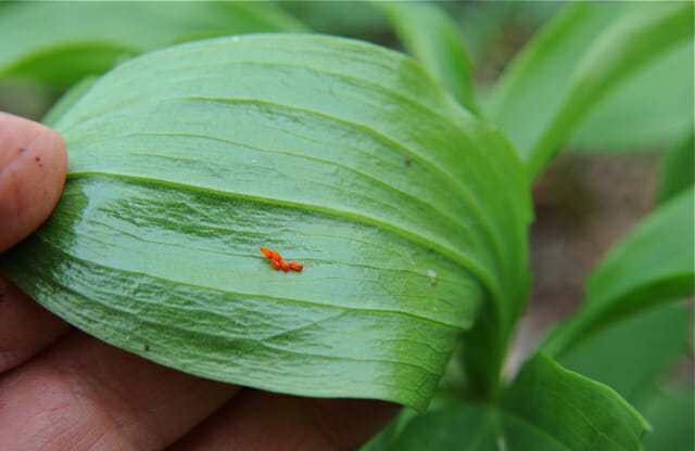 Lily leaf beetle eggs