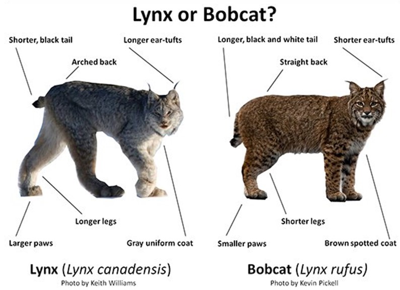 lynx and bobcat