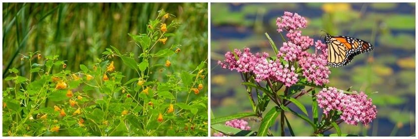 Jewelweed (left) and milkweed