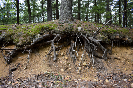 A view of the ‘inside’ of an esker at Massawepie Lake. You can observe the buildup of sand and gravel left behind from glaciers! Image credit: Janelle Jones; Tupper Lake