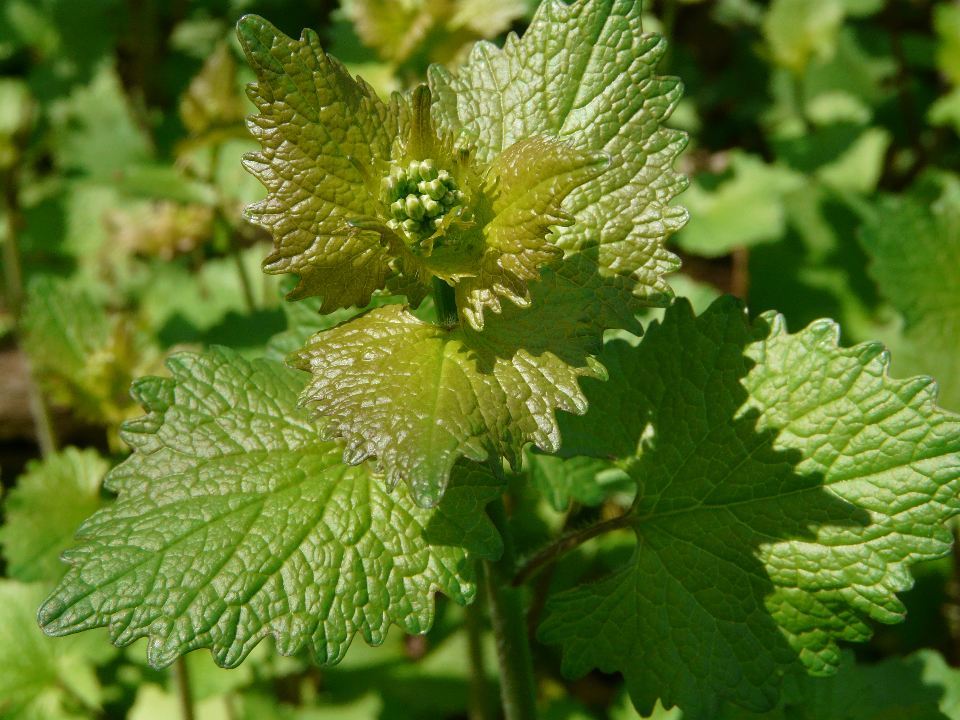 close up of garlic mustard shoot