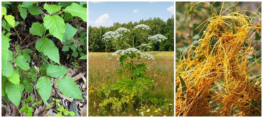 Poison ivy, giant hogweed, and hellbine