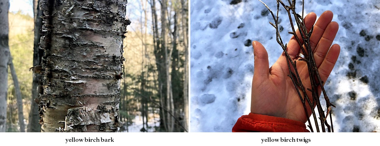 yellow birch bark and twigs