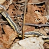 a yellow and black garter snake sticking it's head up in a bunch of brown dead leaves