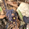 Blue cohosh in flower